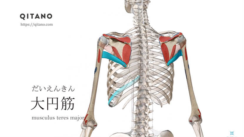 大円筋 だいえんきん ストレッチ方法 起始停止 働き Qitano キタノ カラダづくりラボ