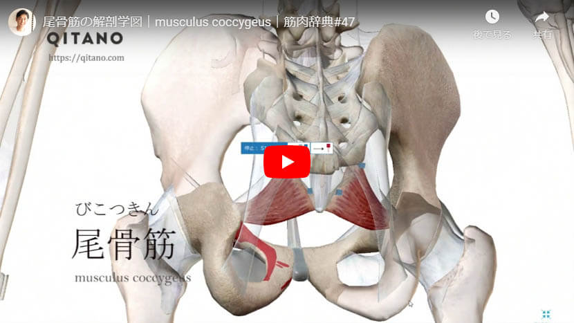 尾骨筋ストレッチ方法 産後セルフ骨盤矯正でインナーマッスルを引き締める Qitano キタノ カラダづくりラボ