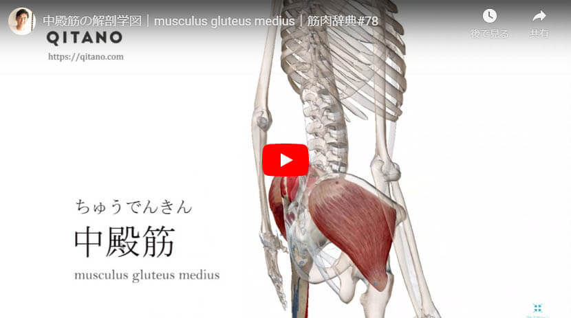 中殿筋の解剖図をYouTube動画で簡単解説