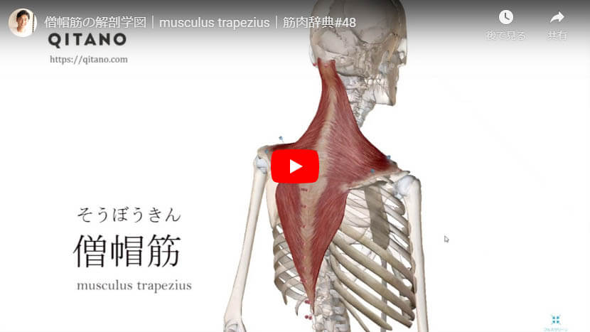 僧帽筋の解剖図をYouTube動画で簡単解説