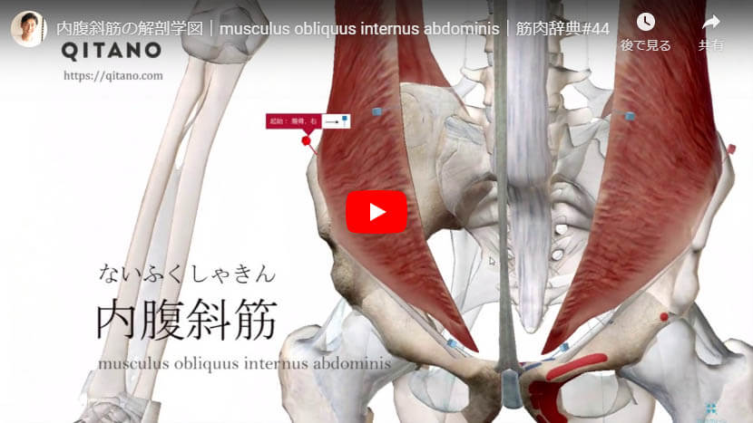 内腹斜筋の解剖図をYouTube動画で簡単解説