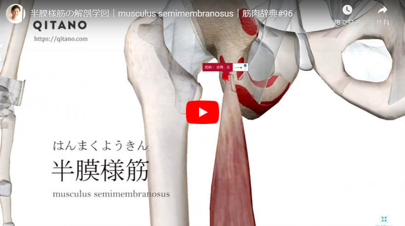半膜様筋の解剖図をYouTube動画で簡単解説