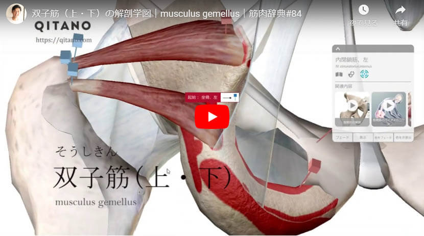 双子筋の解剖図をYouTube動画で簡単解説