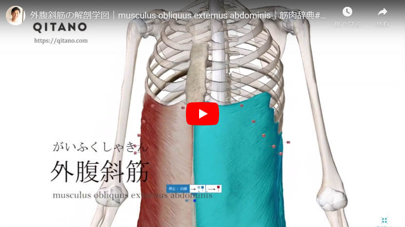外腹斜筋の解剖図をYouTube動画で簡単解説