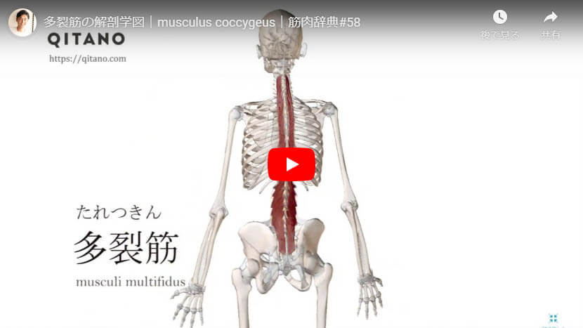 多裂筋の解剖図をYouTube動画で簡単解説