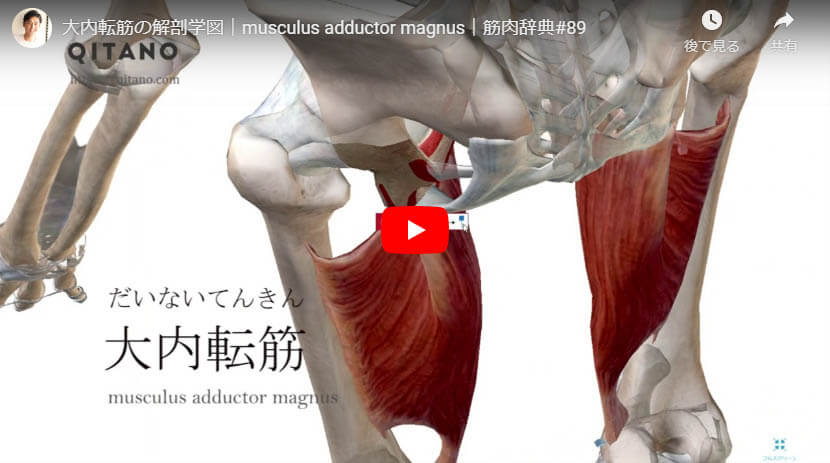 大内転筋の解剖図をYouTube動画で簡単解説