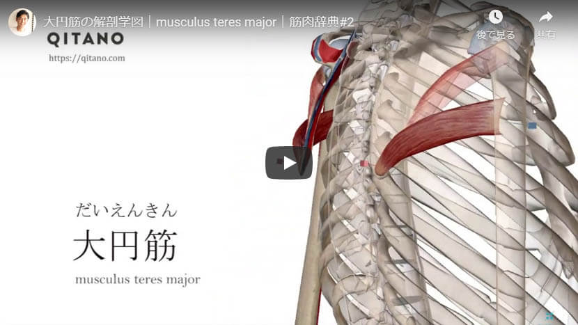 大円筋の解剖図をYouTube動画で簡単解説