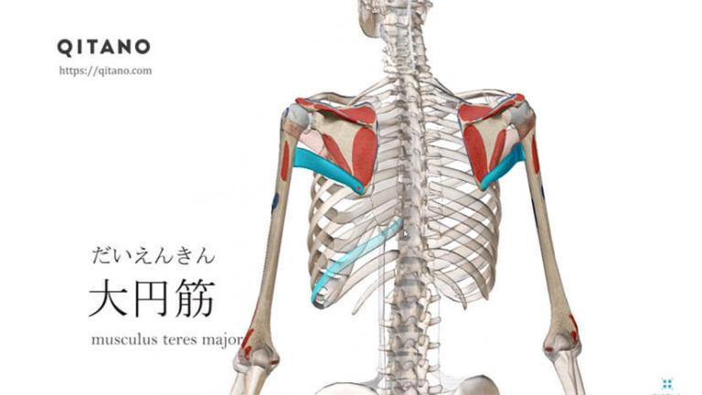 大円筋（だいえんきん）ストレッチ方法・起始停止・働き_s3