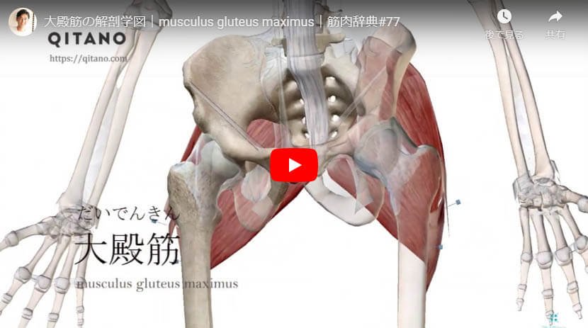 大殿筋の解剖図をYouTube動画で簡単解説