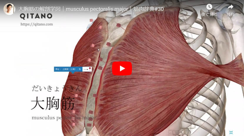 大胸筋の解剖図をYouTube動画で簡単解説