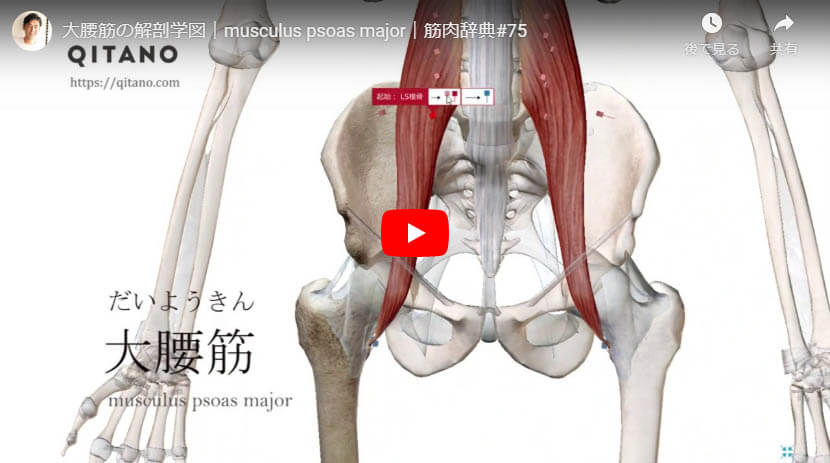 大腰筋の解剖図をYouTube動画で簡単解説