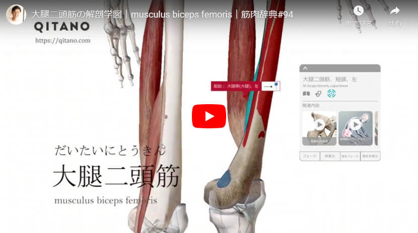 大腿二頭筋の解剖図をYouTube動画で簡単解説