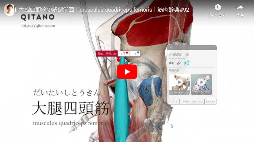 大腿四頭筋の解剖図をYouTube動画で簡単解説