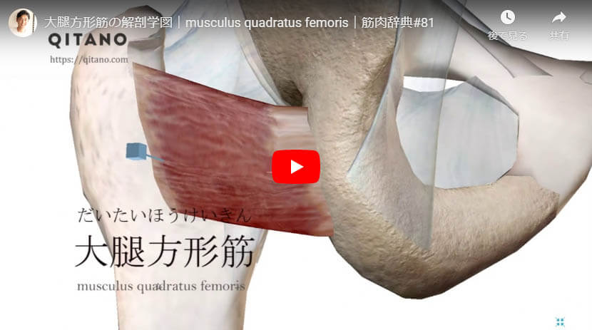 大腿方形筋の解剖図をYouTube動画で簡単解説