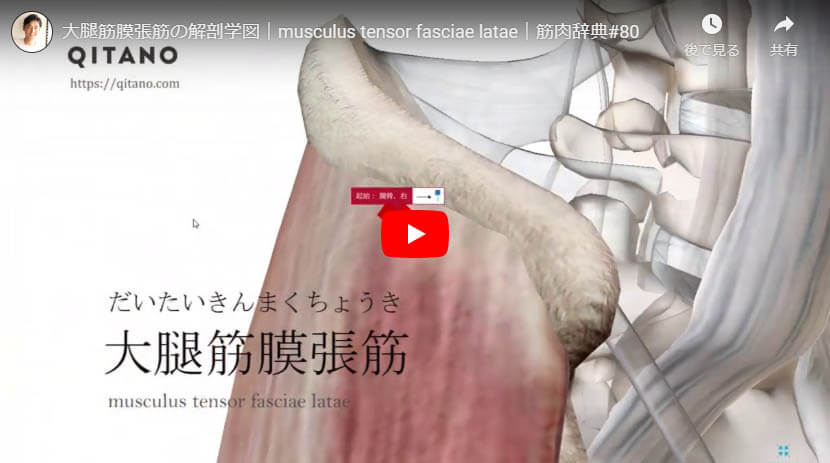 大腰筋の解剖図をYouTube動画で簡単解説