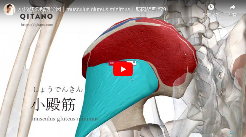 小殿筋の解剖図をYouTube動画で簡単解説