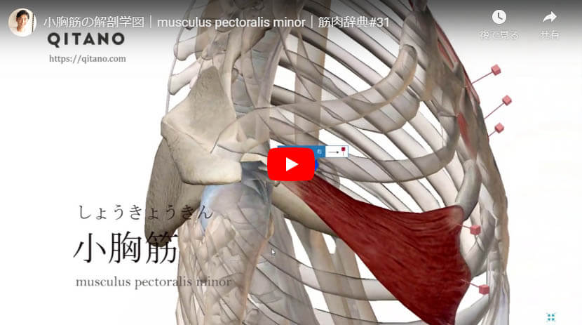 小胸筋の解剖図をYouTube動画で簡単解説