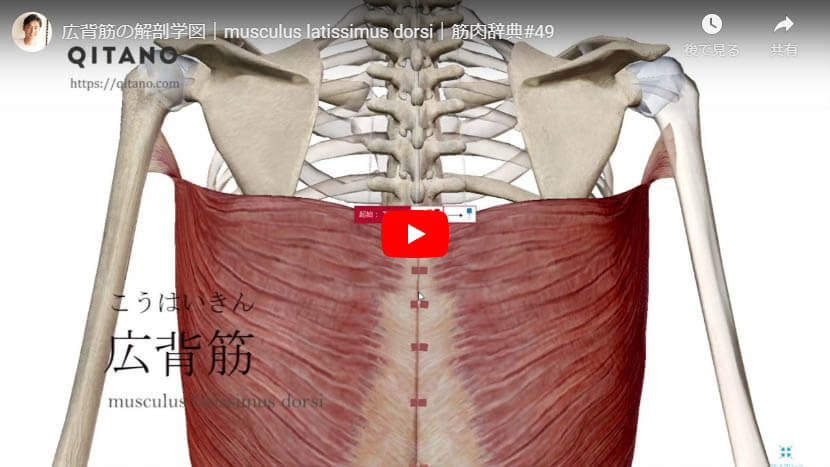広背筋の解剖図をYouTube動画で簡単解説