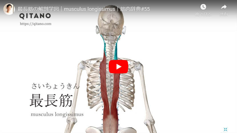 最長筋の解剖図をYouTube動画で簡単解説
