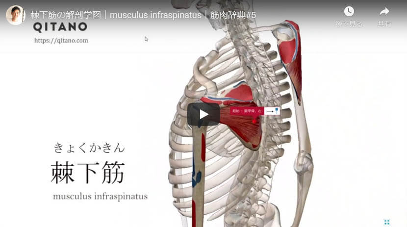 棘下筋の解剖図をYouTube動画で簡単解説