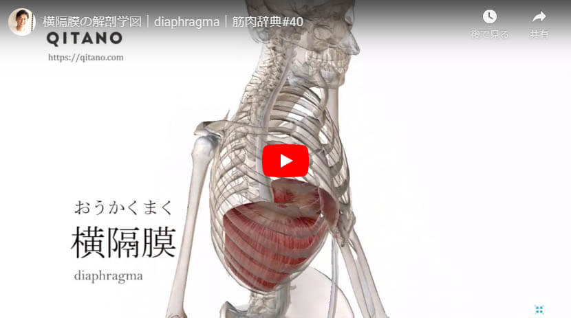 横隔膜の解剖図をYouTube動画で簡単解説