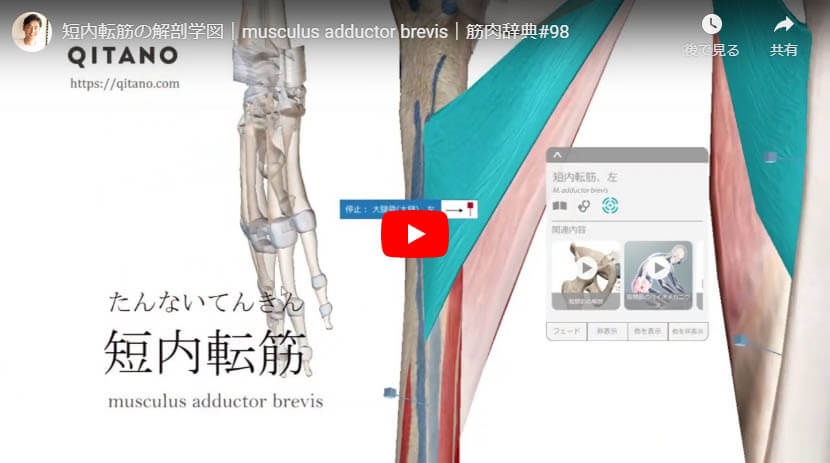 短内転筋の解剖図をYouTube動画で簡単解説