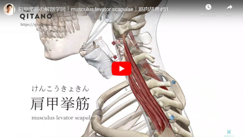 肩甲挙筋の解剖図をYouTube動画で簡単解説