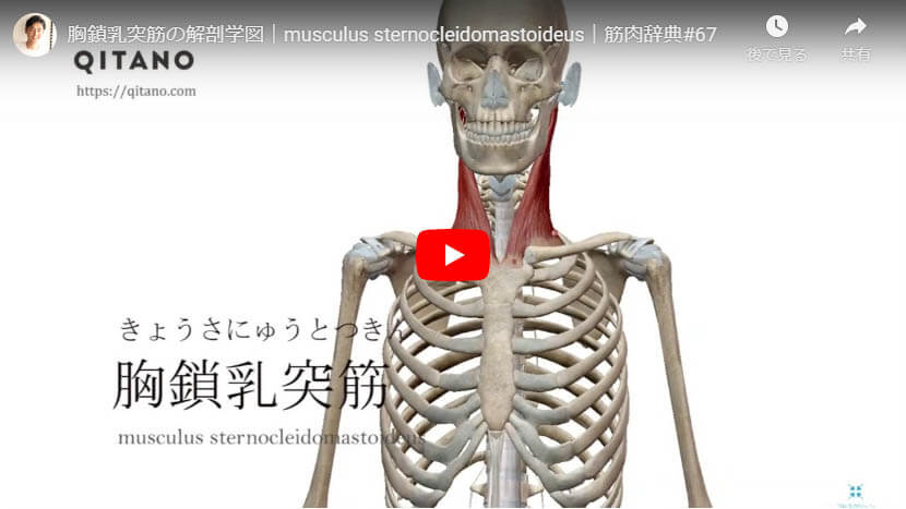 胸鎖乳突筋の解剖図をYouTube動画で簡単解説