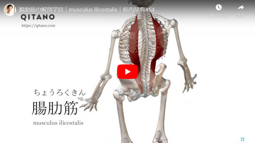 腸肋筋の解剖図をYouTube動画で簡単解説