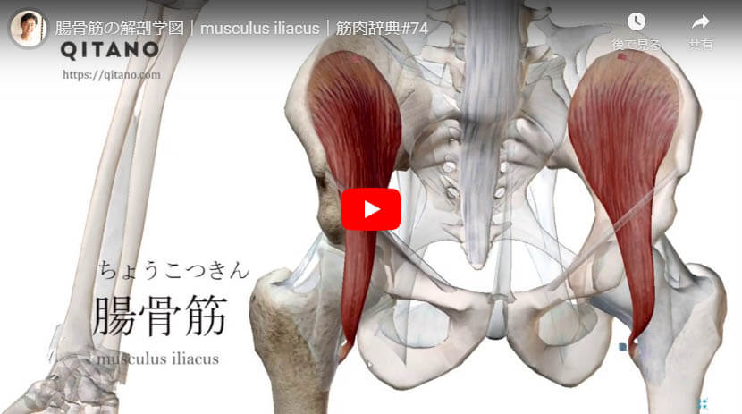 腸骨筋の解剖図をYouTube動画で簡単解説