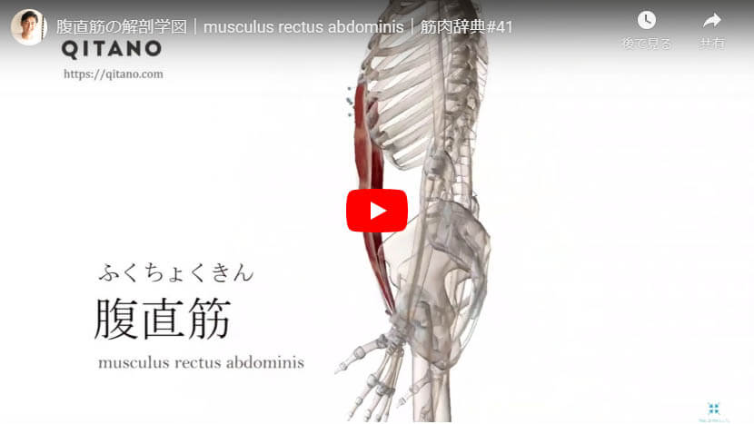 腹直筋の解剖図をYouTube動画で簡単解説