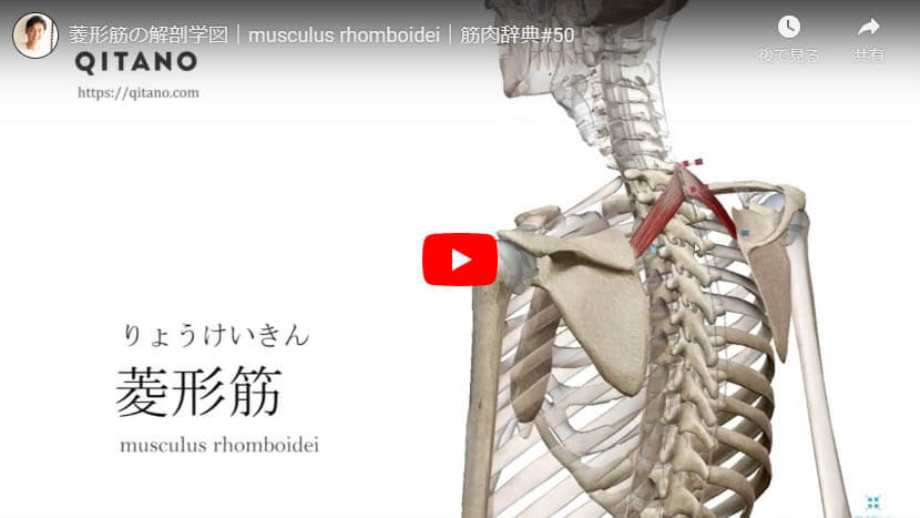 菱形筋の解剖図をYouTube動画で簡単解説