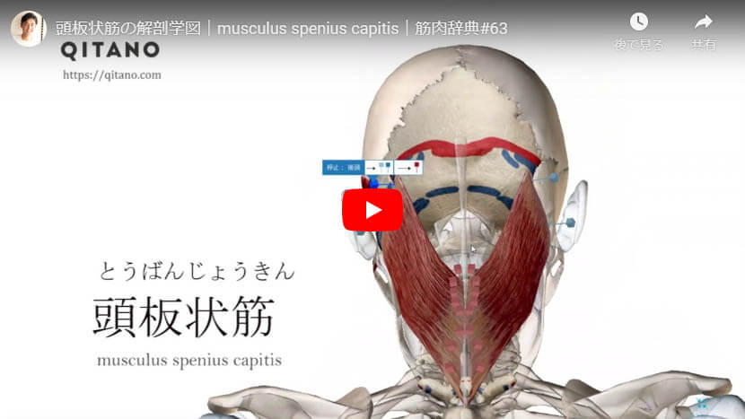 頭板状筋の解剖図をYouTube動画で簡単解説
