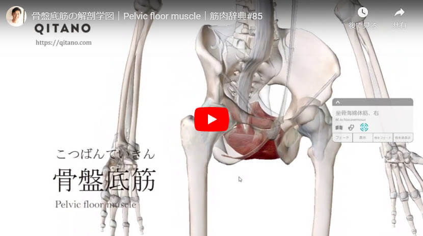 骨盤底筋の解剖図をYouTube動画で簡単解説