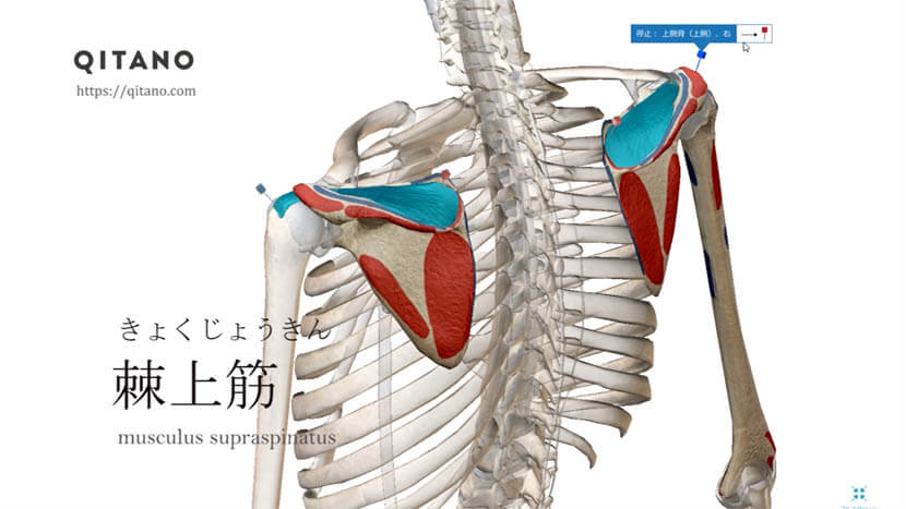 棘上筋 きょくじょうきん ストレッチ方法 起始停止 働き Qitano キタノ カラダづくりラボ