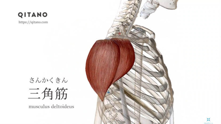 三角筋（さんかくきん）ストレッチ方法・起始停止・働き｜前部・中部・後部_s1