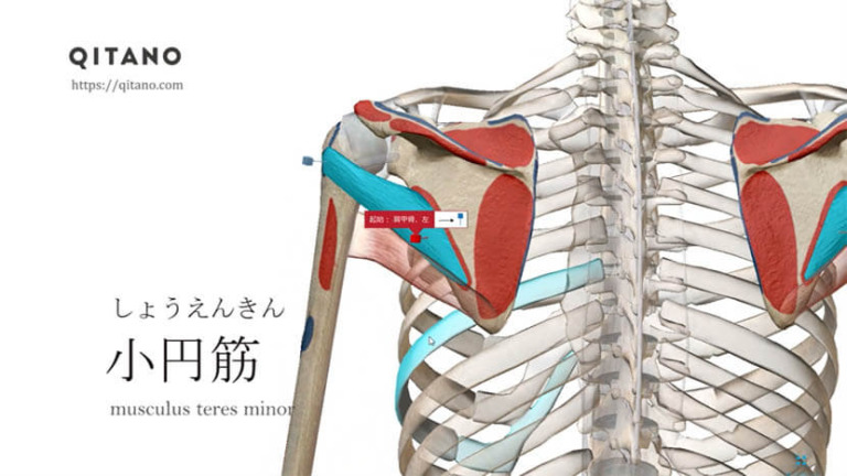 小円筋（しょうえんきん）ストレッチ方法・起始停止・働き_s2
