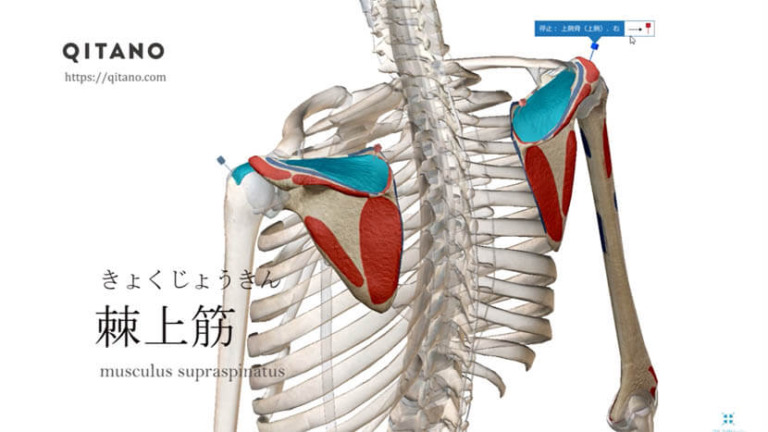 棘上筋（きょくじょうきん）ストレッチ方法・起始停止・働き_s4