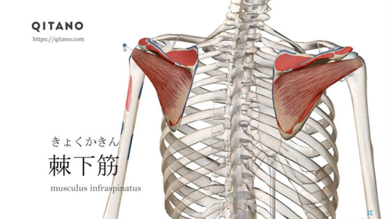 棘下筋（きょくかきん）ストレッチ方法・起始停止・働き_s5