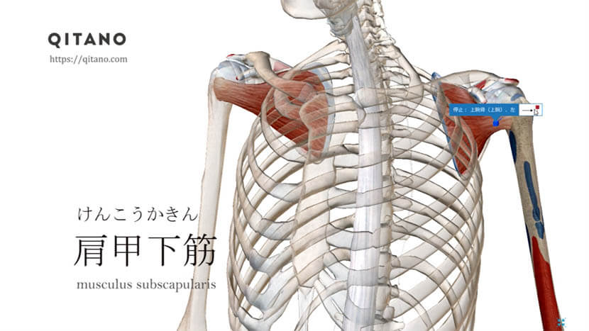 肩甲下筋（けんこうかきん）ストレッチ方法・起始停止・働き_s6