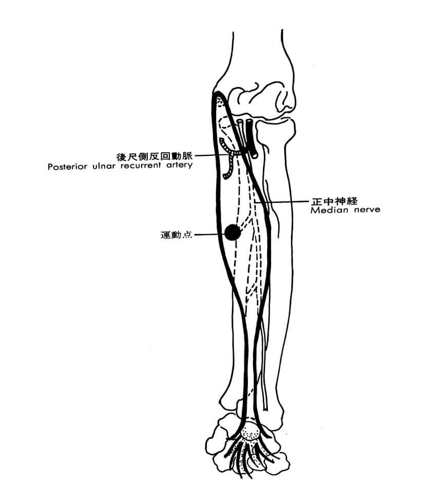 長掌筋の解剖学イラスト図