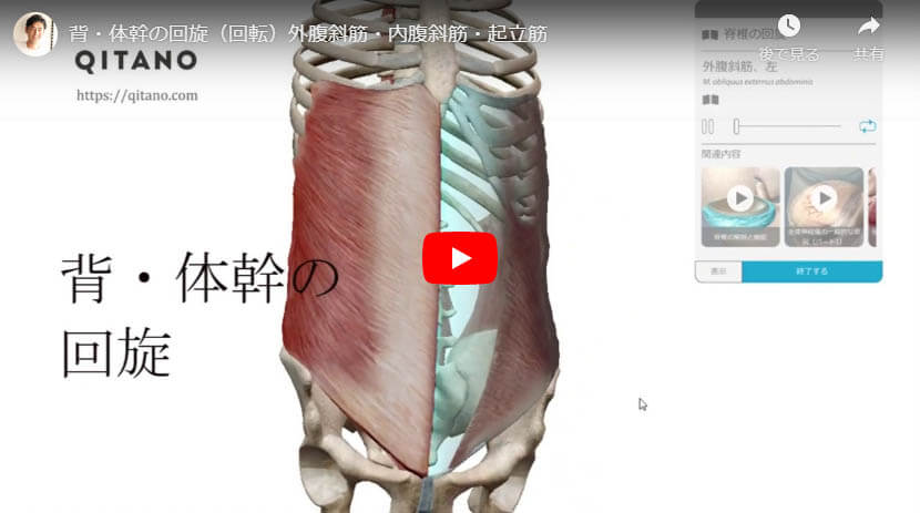 内腹斜筋ストレッチ方法 体幹インナーマッスルをひねってウエスト細くくびれを作る Qitano キタノ カラダづくりラボ