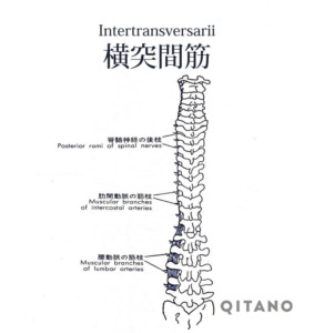 横突間筋（おうとつかんきん）機能解剖学図・起始停止・働き