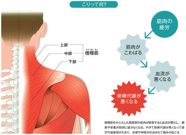 肩甲骨周りの血行改善メカニズム