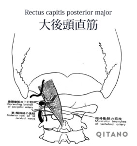 後頭下筋（こうとうかきん）機能解剖学図・起始停止・働き