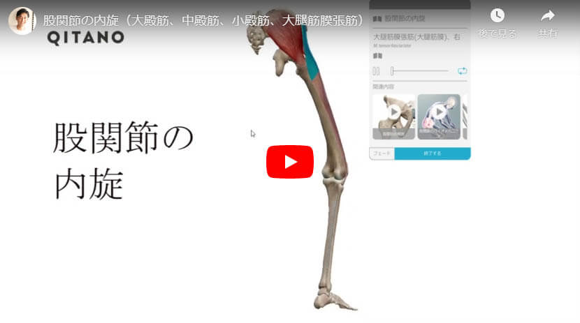 股関節の内旋（大殿筋、中殿筋、小殿筋、大腿筋膜張筋）
