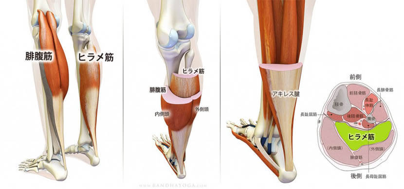 ウォーキングで強化される筋肉（前脛骨筋、ヒラメ筋など）