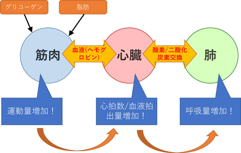 ウォーキングの心臓と肺の機能について