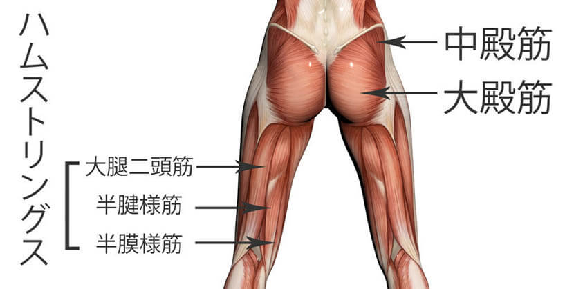 ハムストリングス