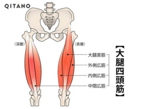 大腿四頭筋の解剖学図